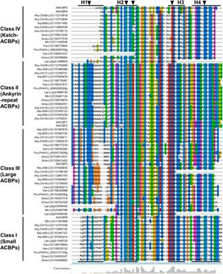 Genome-wide identification of acyl-CoA binding proteins and possible functional prediction in legumes